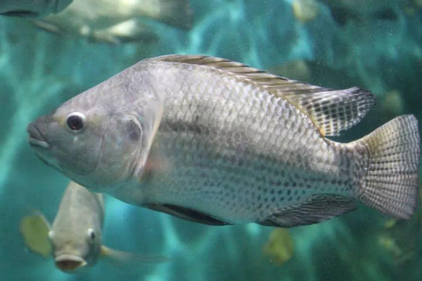 福壽魚是什麼魚種