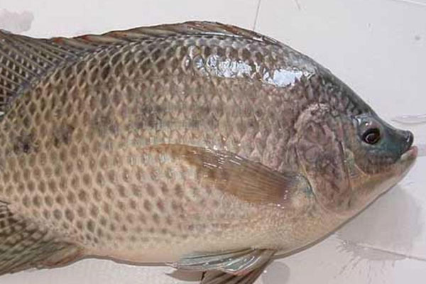福壽魚是什麼魚種