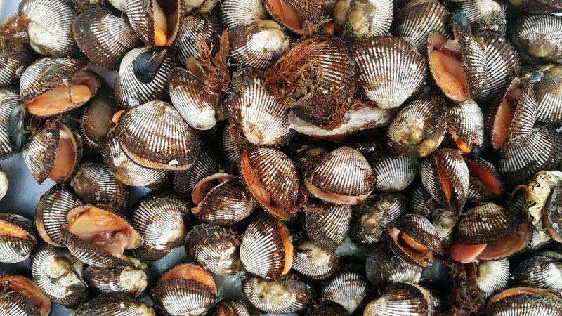 海瓜子是什麼東西