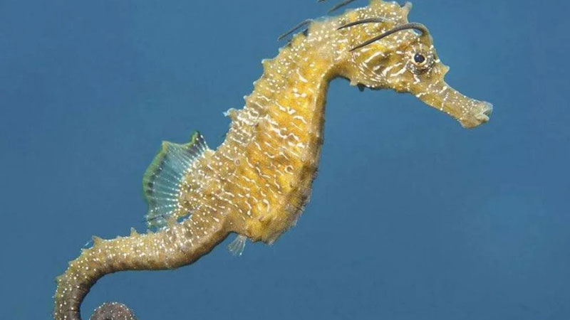 海馬屬於魚類嗎?為什麼