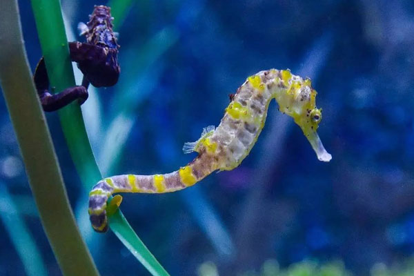 海馬屬於魚類嗎?為什麼