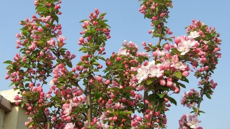 海棠樹怎麼種植方法