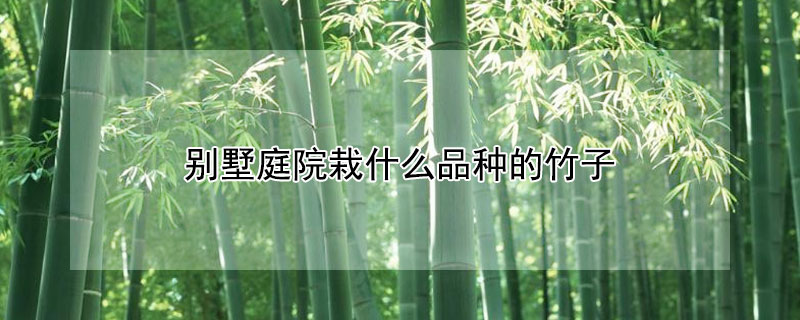 別墅庭院栽什麼品種的竹子