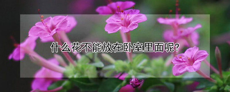 什麼花不能放在臥室裏麵呢?