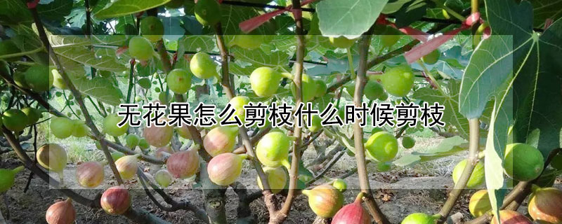 無花果怎麼剪枝什麼時候剪枝