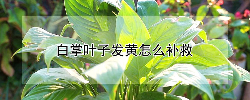 白掌葉子發黃怎麼補救