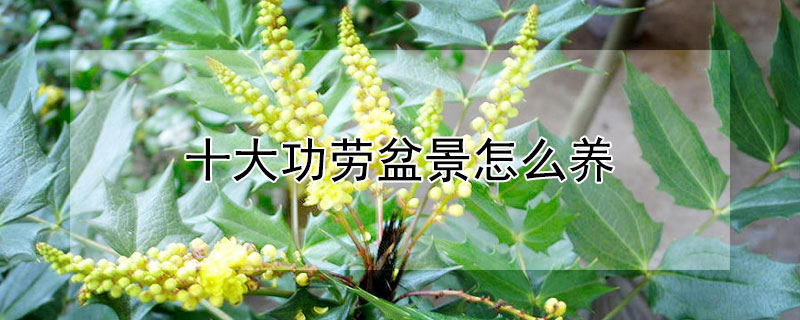 十大功勞盆景怎麼養
