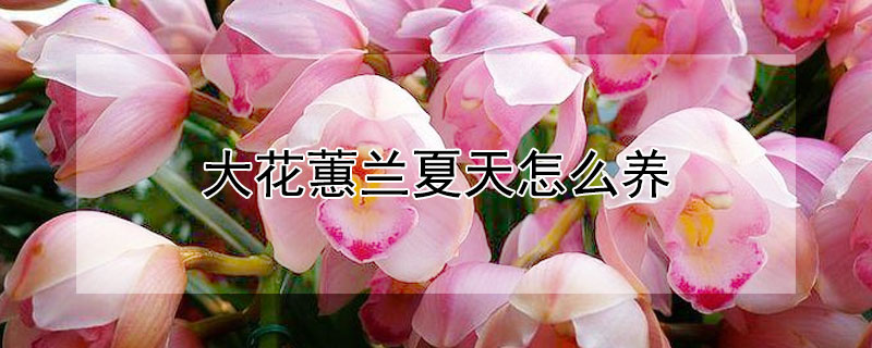 大花蕙蘭夏天怎麼養