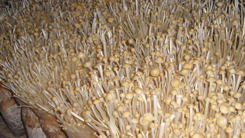 金針菇產地在哪裏
