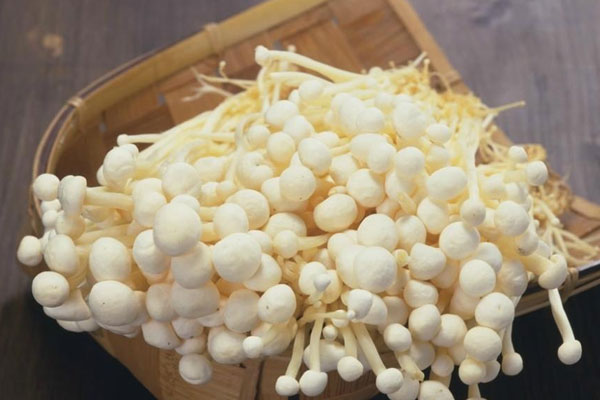 金針菇產地在哪裏
