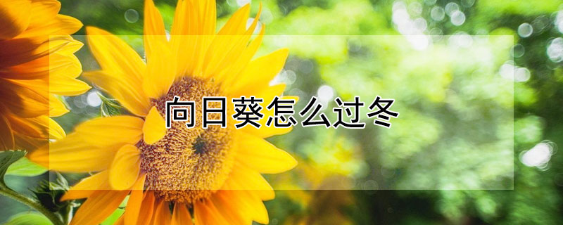 向日葵怎麼過冬