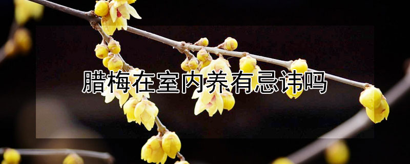 臘梅在室內養有忌諱嗎