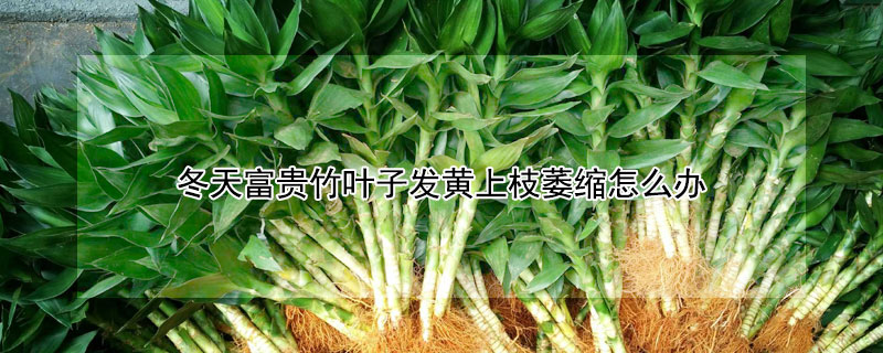 冬天富貴竹葉子發黃上枝萎縮怎麼辦