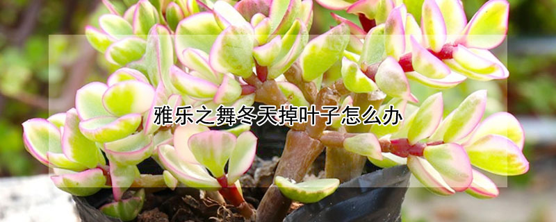 雅樂之舞冬天掉葉子怎麼辦