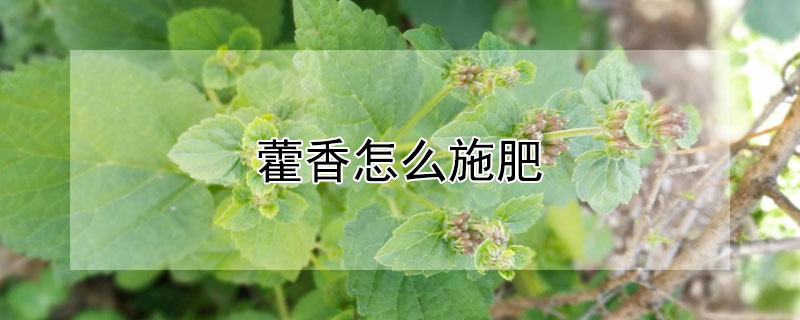 藿香怎麼施肥