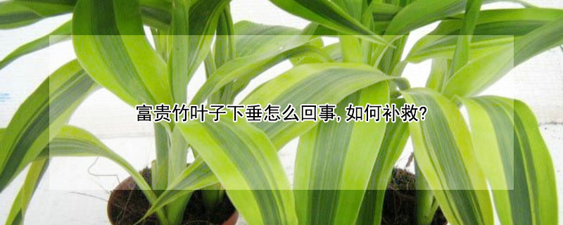 富貴竹葉子下垂怎麼回事,如何補救?