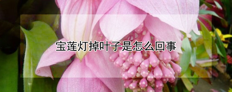 寶蓮燈掉葉子是怎麼回事