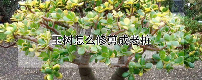 玉樹怎麼修剪成老樁