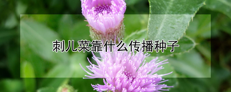 刺兒菜靠什麼傳播種子