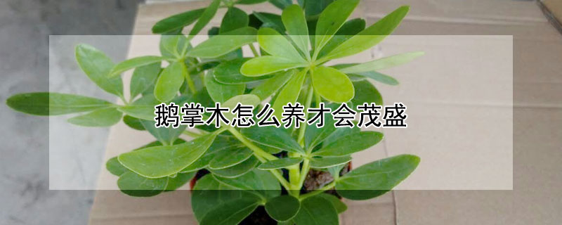 鵝掌木怎麼養才會茂盛