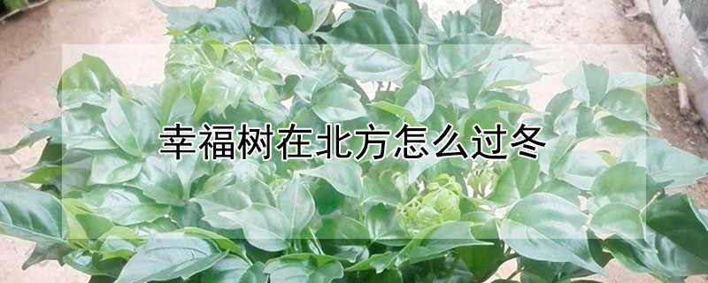 幸福樹在北方怎麼過冬