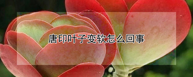 唐印葉子變軟怎麼回事