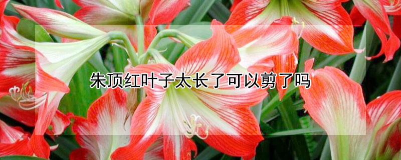 朱頂紅葉子太長了可以剪了嗎