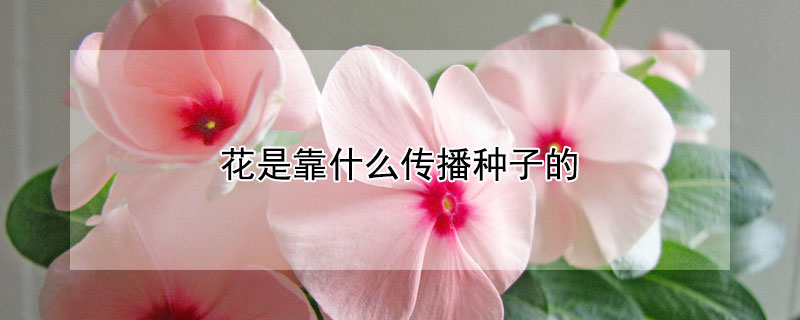 花是靠什麼傳播種子的