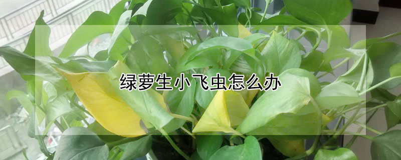 綠蘿生小飛蟲怎麼辦