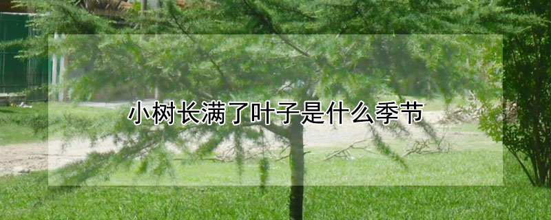 小樹長滿了葉子是什麼季節