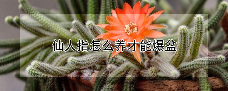 仙人指怎麼養才能爆盆