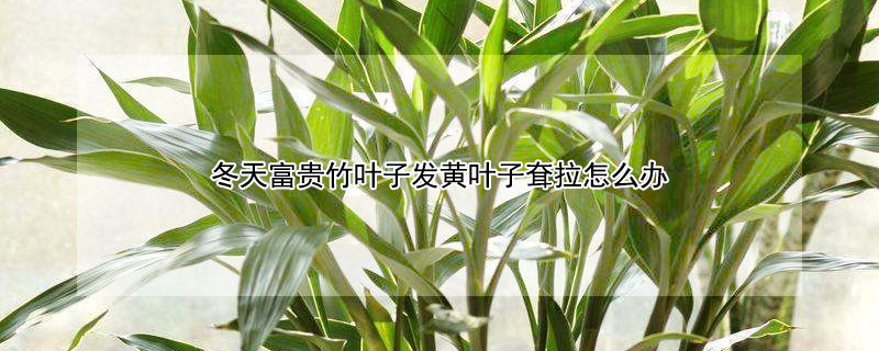 冬天富貴竹葉子發黃葉子耷拉怎麼辦
