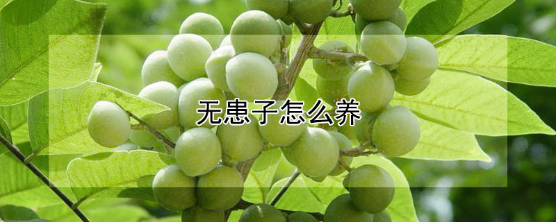 無患子怎麼養