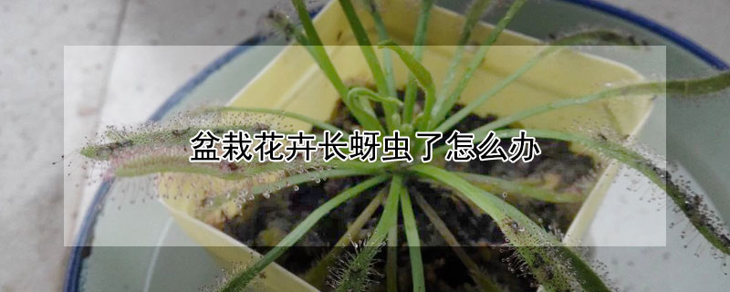 盆栽花卉長蚜蟲了怎麼辦