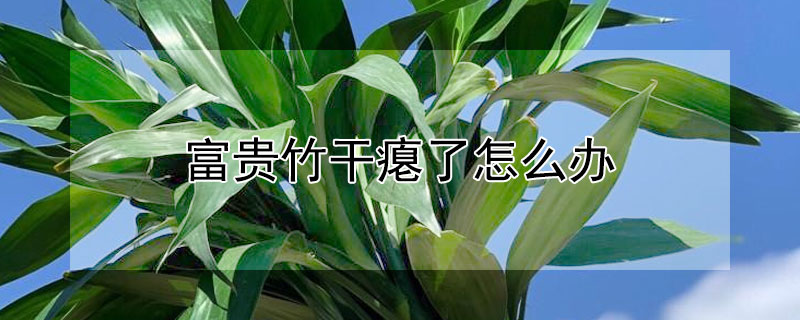 富貴竹幹癟了怎麼辦