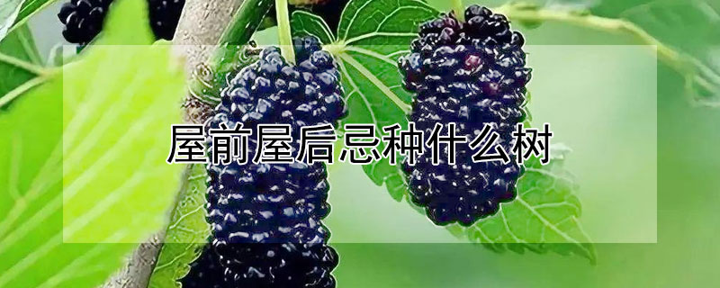 屋前屋後忌種什麼樹