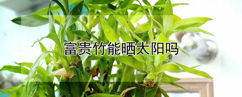 富貴竹能曬太陽嗎
