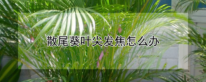散尾葵葉尖發焦怎麼辦