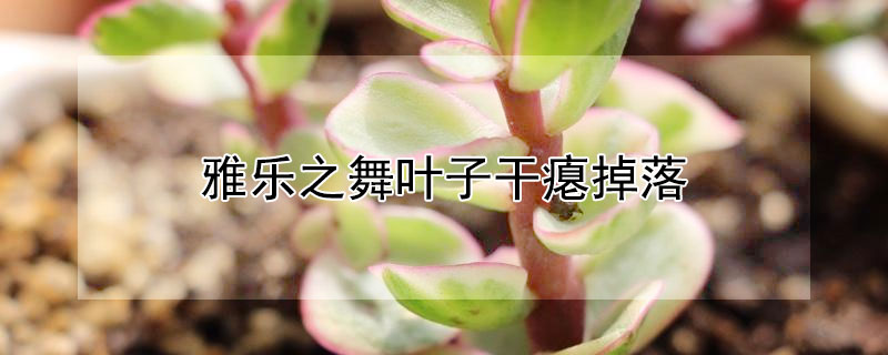 雅樂之舞葉子幹癟掉落