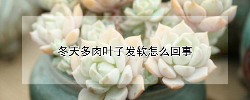 冬天多肉葉子發軟怎麼回事