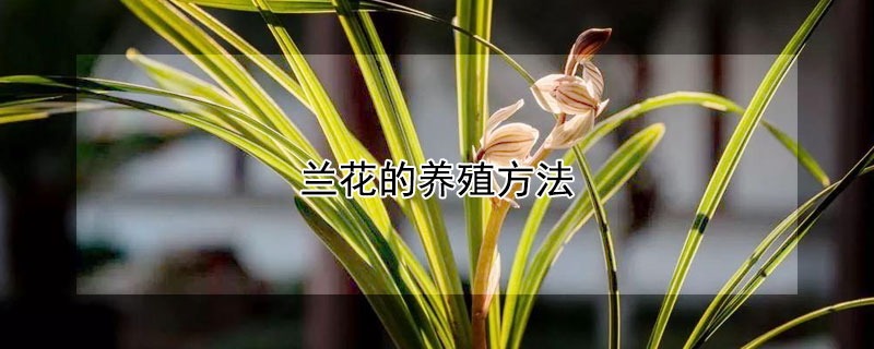 蘭花的養殖方法