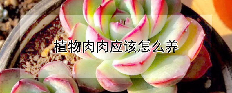 植物肉肉應該怎麼養
