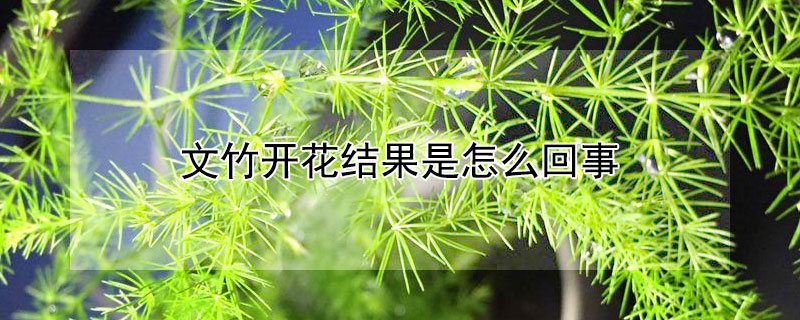 文竹開花結果是怎麼回事