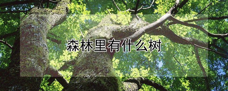 森林裏有什麼樹
