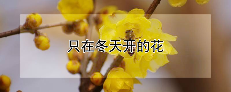 隻在冬天開的花