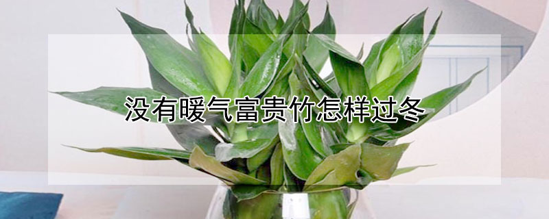 沒有暖氣富貴竹怎樣過冬