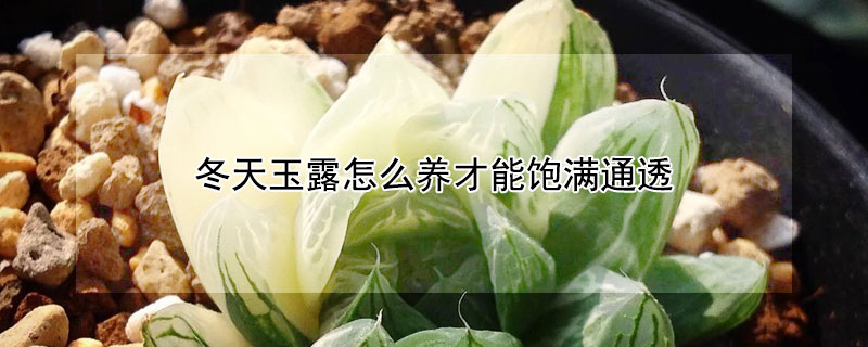冬天玉露怎麼養才能飽滿通透
