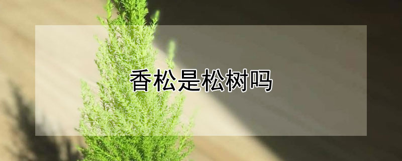 香鬆是鬆樹嗎