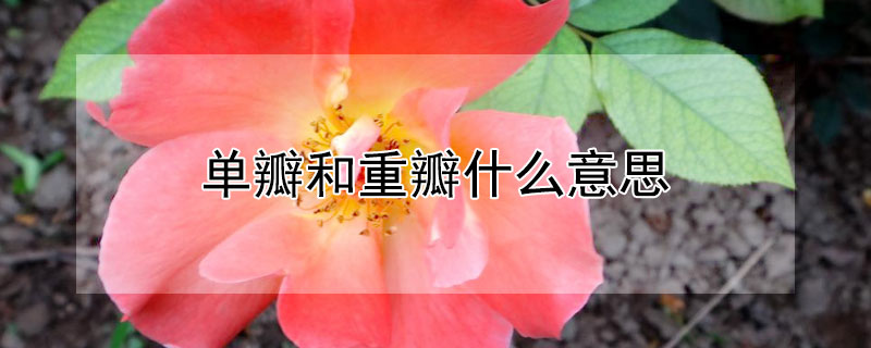 單瓣和重瓣什麼意思