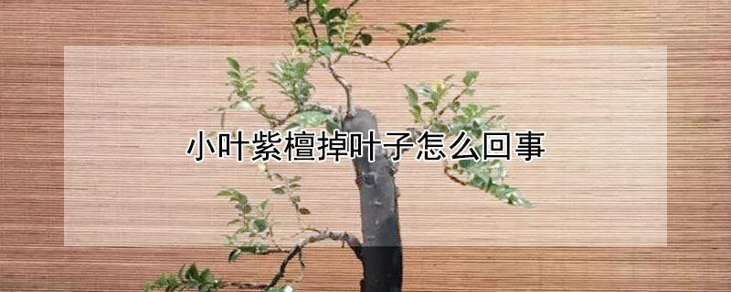 小葉紫檀掉葉子怎麼回事